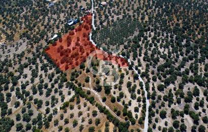 İzmir Aliağa Aşağışakran'da Satılık Deniz Manzaralı Zeytinlik