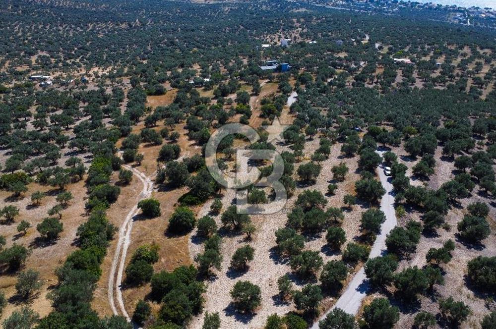 İzmir Aliağa Aşağışakran'da Satılık Deniz Manzaralı Zeytinlik