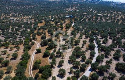 İzmir Aliağa Aşağışakran'da Satılık Deniz Manzaralı Zeytinlik