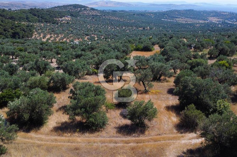 İzmir Aliağa Aşağışakran'da Satılık Deniz Manzaralı Zeytinlik