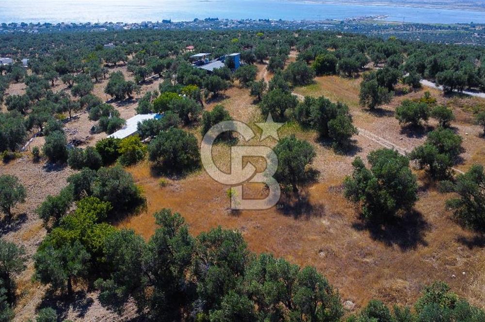 İzmir Aliağa Aşağışakran'da Satılık Deniz Manzaralı Zeytinlik