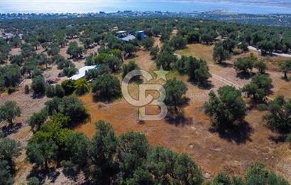 İzmir Aliağa Aşağışakran'da Satılık Deniz Manzaralı Zeytinlik