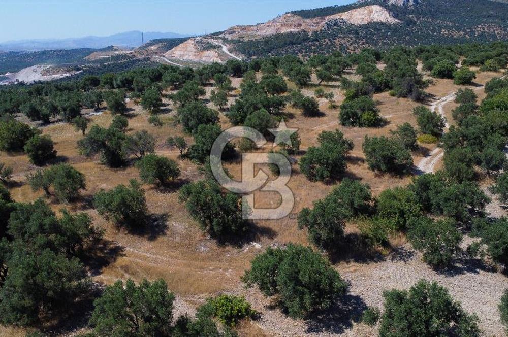 İzmir Aliağa Aşağışakran'da Satılık Deniz Manzaralı Zeytinlik