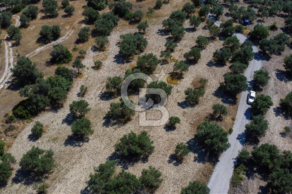 İzmir Aliağa Aşağışakran'da Satılık Deniz Manzaralı Zeytinlik