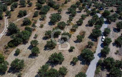 İzmir Aliağa Aşağışakran'da Satılık Deniz Manzaralı Zeytinlik