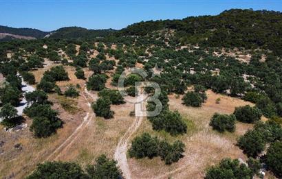 İzmir Aliağa Aşağışakran'da Satılık Deniz Manzaralı Zeytinlik