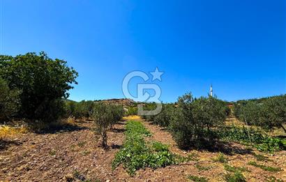 İzmir Bergama Seklik Köyünde 2,5 Dönüm Zeytinlik İçinde Satılık Müstakil Ev
