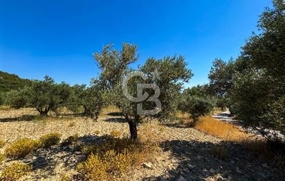 İzmir Aliağa Aşağışakran'da Satılık Deniz Manzaralı Zeytinlik
