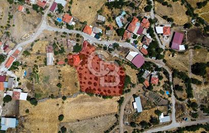 İzmir Bergama Seklik Köyünde 2,5 Dönüm Zeytinlik İçinde Satılık Müstakil Ev