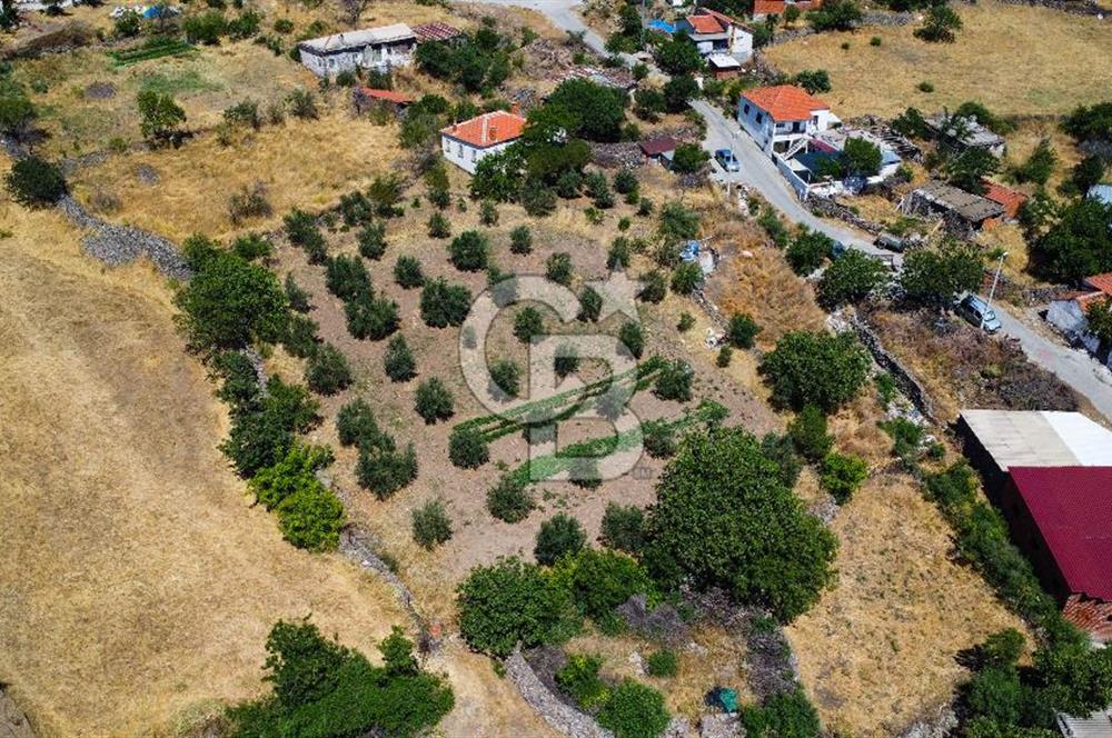 İzmir Bergama Seklik Köyünde 2,5 Dönüm Zeytinlik İçinde Satılık Müstakil Ev