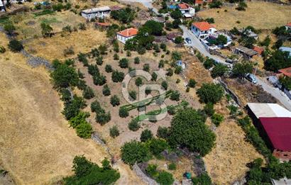 İzmir Bergama Seklik Köyünde 2,5 Dönüm Zeytinlik İçinde Satılık Müstakil Ev