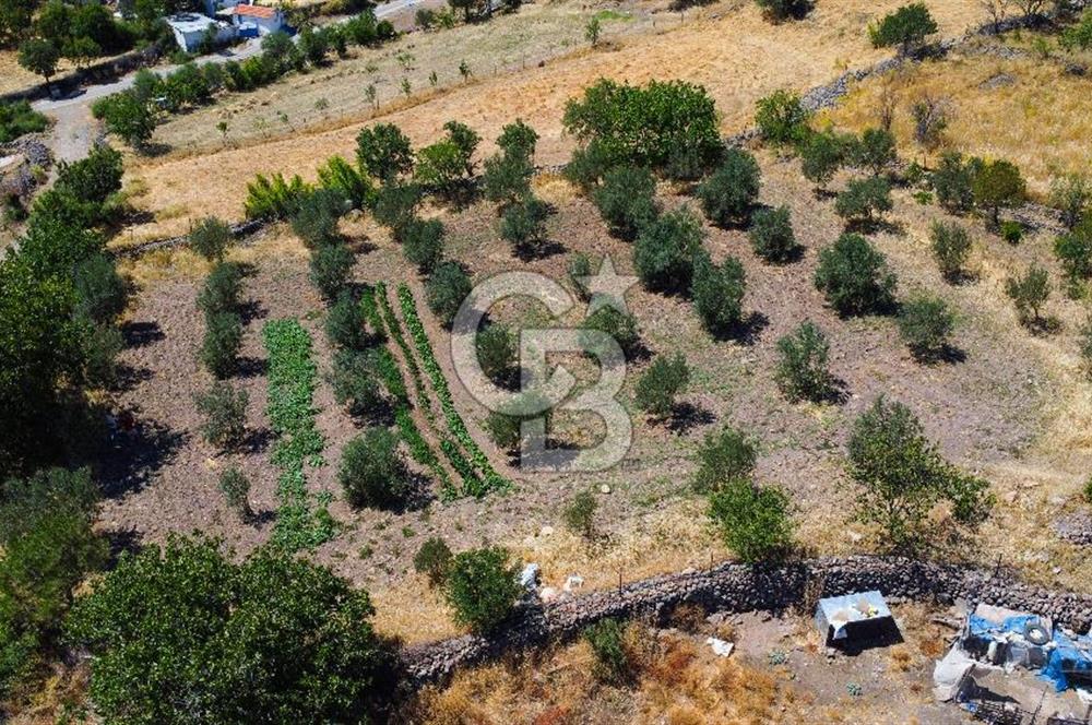 İzmir Bergama Seklik Köyünde 2,5 Dönüm Zeytinlik İçinde Satılık Müstakil Ev