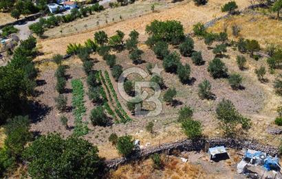 İzmir Bergama Seklik Köyünde 2,5 Dönüm Zeytinlik İçinde Satılık Müstakil Ev