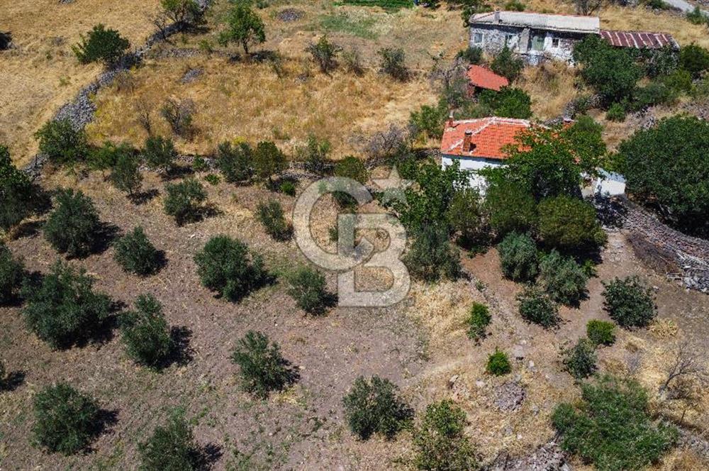İzmir Bergama Seklik Köyünde 2,5 Dönüm Zeytinlik İçinde Satılık Müstakil Ev