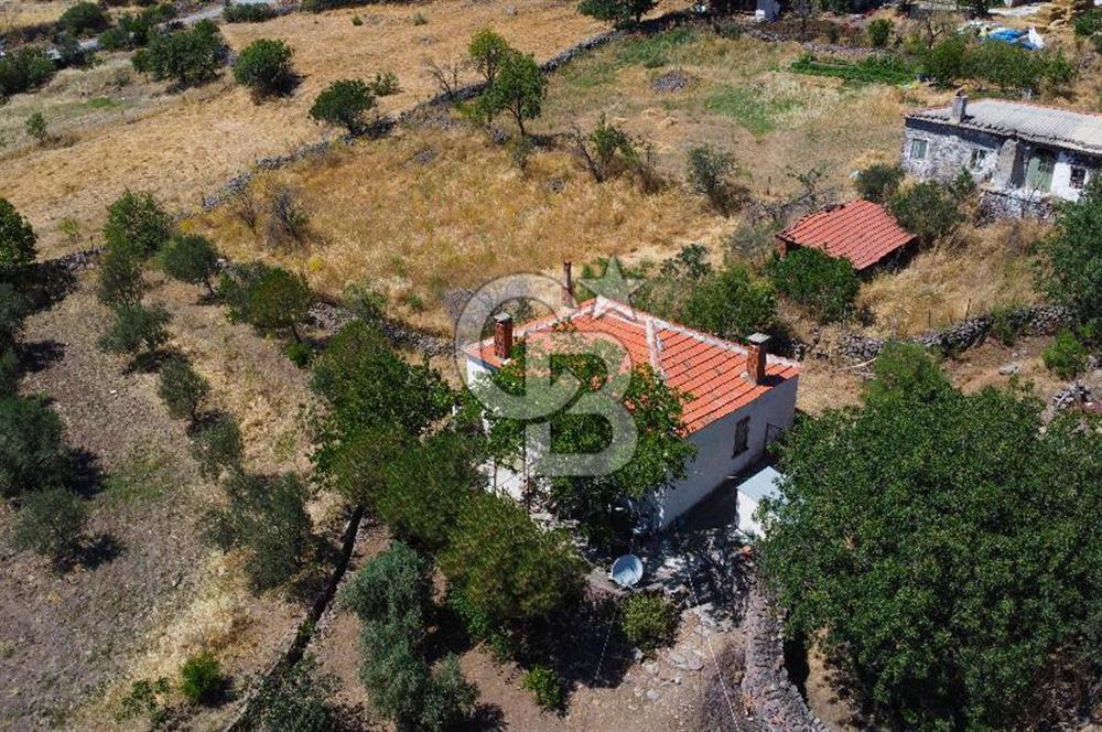 İzmir Bergama Seklik Köyünde 2,5 Dönüm Zeytinlik İçinde Satılık Müstakil Ev