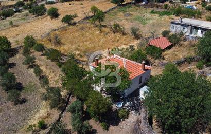 İzmir Bergama Seklik Köyünde 2,5 Dönüm Zeytinlik İçinde Satılık Müstakil Ev