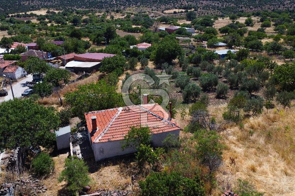 İzmir Bergama Seklik Köyünde 2,5 Dönüm Zeytinlik İçinde Satılık Müstakil Ev