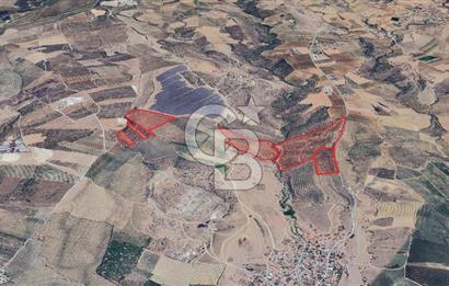 Satılık 283 Dönüm Zeytin Üretim Tesisi
