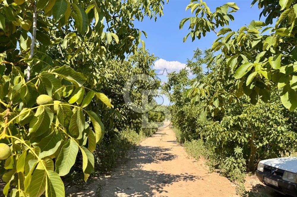 Satılık 283 Dönüm Zeytin Üretim Tesisi
