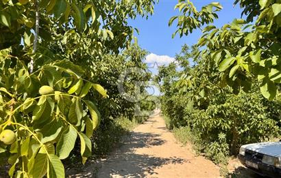 Satılık 283 Dönüm Zeytin Üretim Tesisi