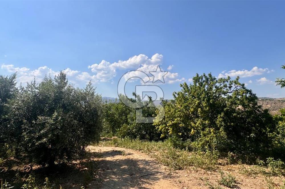 Satılık 283 Dönüm Zeytin Üretim Tesisi