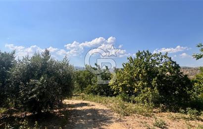 Satılık 283 Dönüm Zeytin Üretim Tesisi