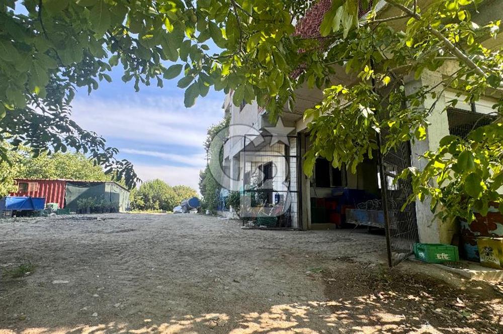 Satılık 283 Dönüm Zeytin Üretim Tesisi