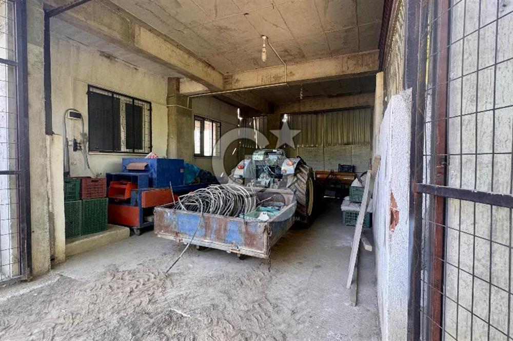 Satılık 283 Dönüm Zeytin Üretim Tesisi