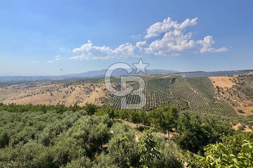 Satılık 283 Dönüm Zeytin Üretim Tesisi