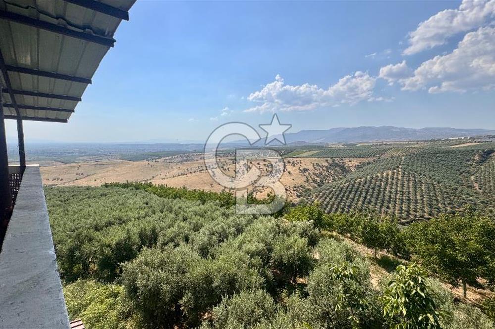 Satılık 283 Dönüm Zeytin Üretim Tesisi