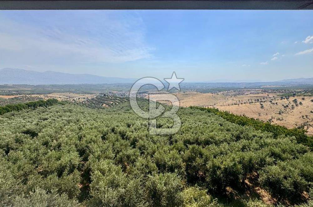 Satılık 283 Dönüm Zeytin Üretim Tesisi