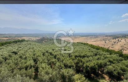 Satılık 283 Dönüm Zeytin Üretim Tesisi