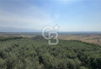 Satılık 283 Dönüm Zeytin Üretim Tesisi - 1 - 356990