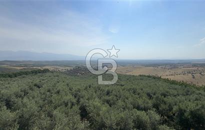 Satılık 283 Dönüm Zeytin Üretim Tesisi