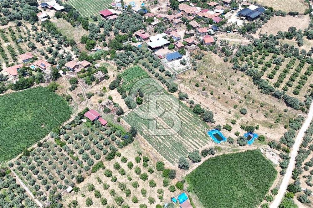 MUSELAND - Birgi'de Yapı İzinli & Altyapılı 5.665 m² Kupon Tarla
