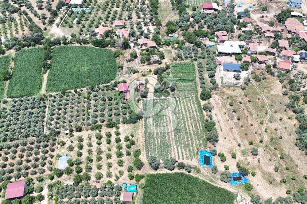 MUSELAND - Birgi'de Yapı İzinli & Altyapılı 5.665 m² Kupon Tarla