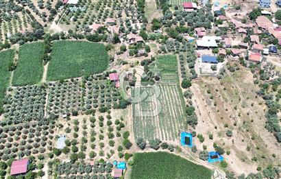 MUSELAND - Birgi'de Yapı İzinli & Altyapılı 5.665 m² Kupon Tarla
