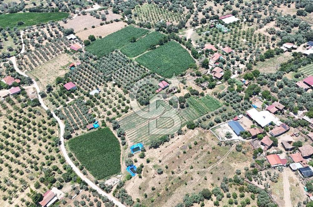 MUSELAND - Birgi'de Yapı İzinli & Altyapılı 5.665 m² Kupon Tarla