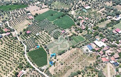 MUSELAND - Birgi'de Yapı İzinli & Altyapılı 5.665 m² Kupon Tarla