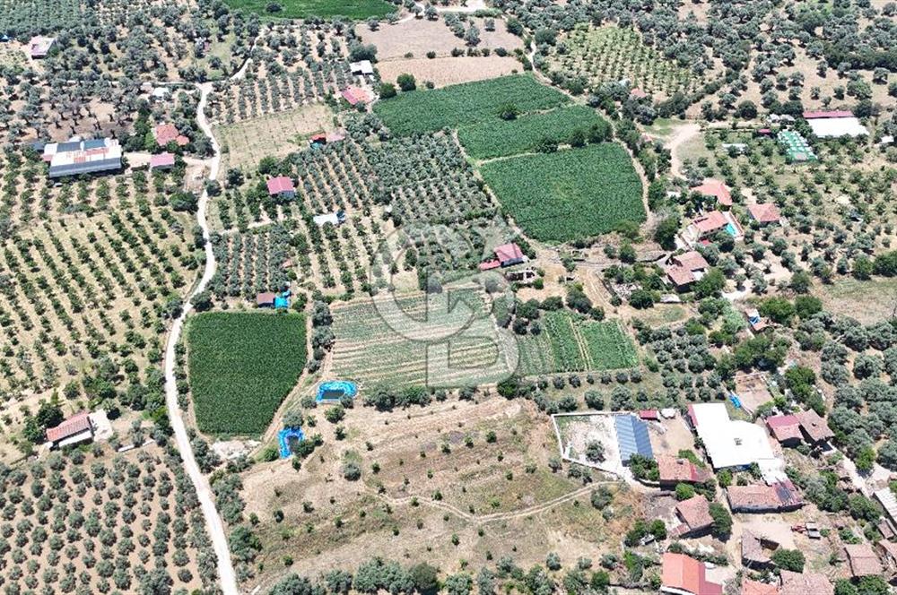 MUSELAND - Birgi'de Yapı İzinli & Altyapılı 5.665 m² Kupon Tarla