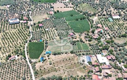 MUSELAND - Birgi'de Yapı İzinli & Altyapılı 5.665 m² Kupon Tarla