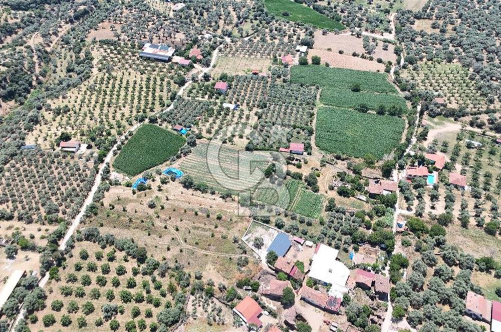 MUSELAND - Birgi'de Yapı İzinli & Altyapılı 5.665 m² Kupon Tarla