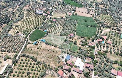 MUSELAND - Birgi'de Yapı İzinli & Altyapılı 5.665 m² Kupon Tarla