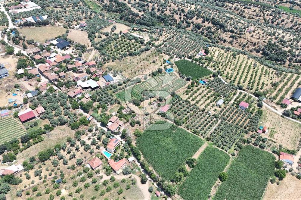 MUSELAND - Birgi'de Yapı İzinli & Altyapılı 5.665 m² Kupon Tarla