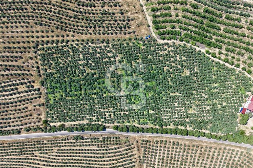 Satılık 283 Dönüm Zeytin Üretim Tesisi