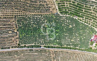 Satılık 283 Dönüm Zeytin Üretim Tesisi