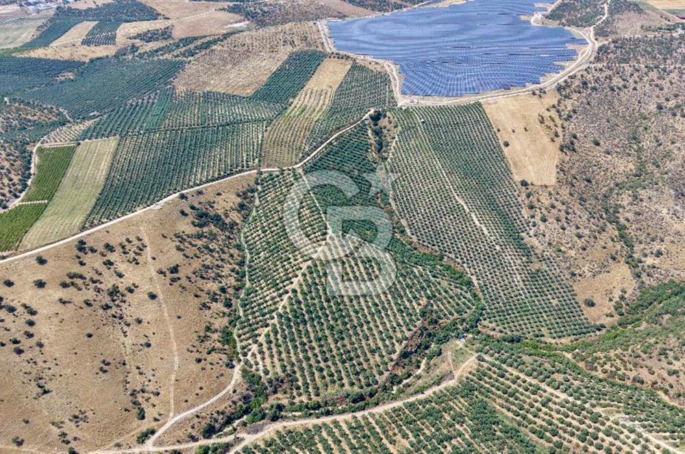 Satılık 283 Dönüm Zeytin Üretim Tesisi