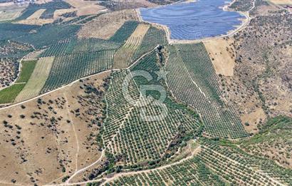 Satılık 283 Dönüm Zeytin Üretim Tesisi
