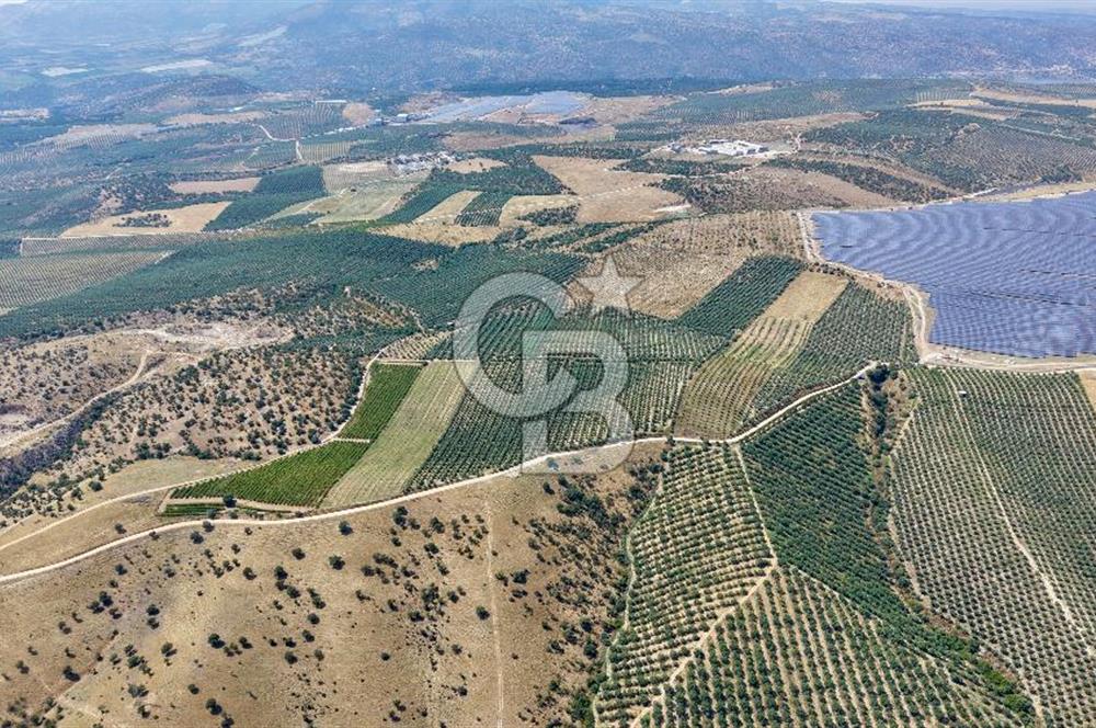 Satılık 283 Dönüm Zeytin Üretim Tesisi