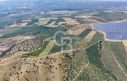 Satılık 283 Dönüm Zeytin Üretim Tesisi